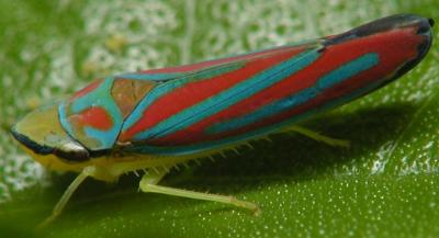 sharpshooter leafhopper - candystriped leafhopper