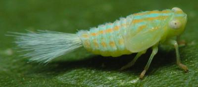 Leafhopper Nymph extruding excess sugar