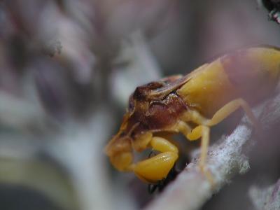 Ambush Bug