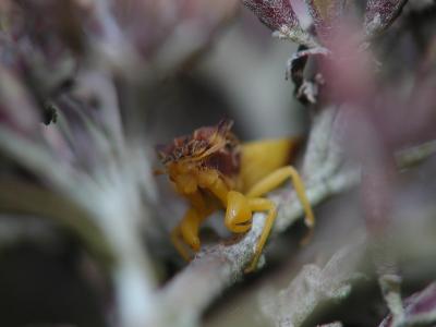 Ambush Bug