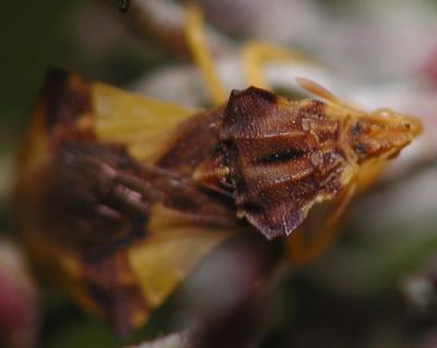 Ambush Bug