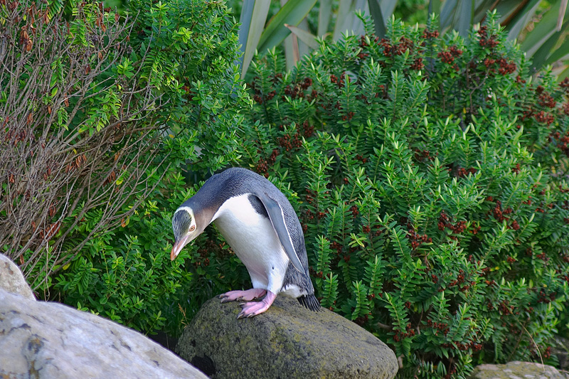 Yellow-eyed penguin