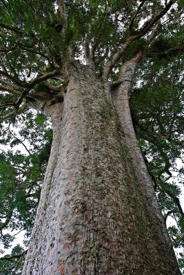 Kauri tree