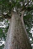 Kauri tree