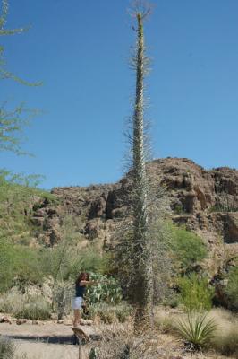 Nat & a Boojum Tree