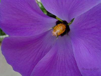 v3/09/577909/1/46281210.hibiscus.jpg