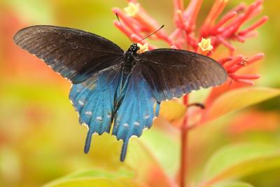 Pipevine Swallowtail
