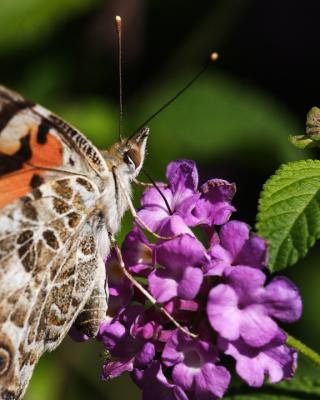 Painted Lady