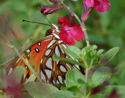 Gulf Fritillary