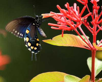 Pipevine Swallowtail