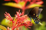 Pipevine Swallowtail