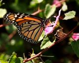 Monarch on native hybiscus.jpg