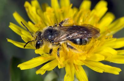 Bee on dandelion 3092 PS.jpg