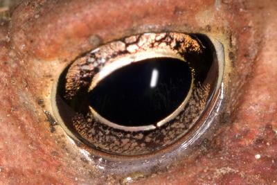 Toad eye 1268 (V49)
