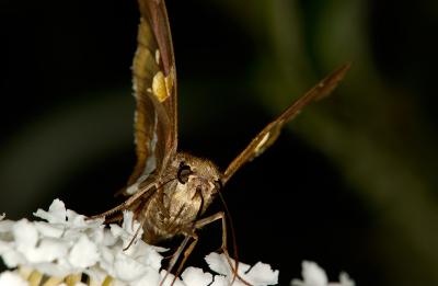 Butterfly 1333 (V49)