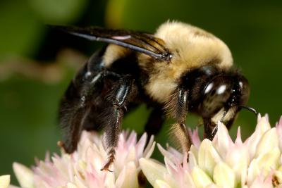 Bumblebee 1433 (V49)