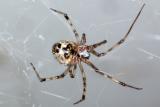 Spider closeup 0570 (V47)