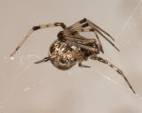 Spider Yoga 0576 (V47)