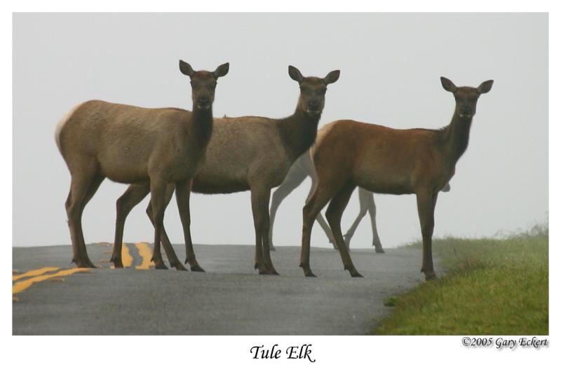 Tule Elk