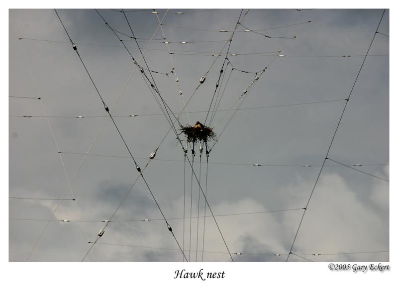 Hawk Nest