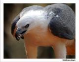White-breasted Sea-eagle