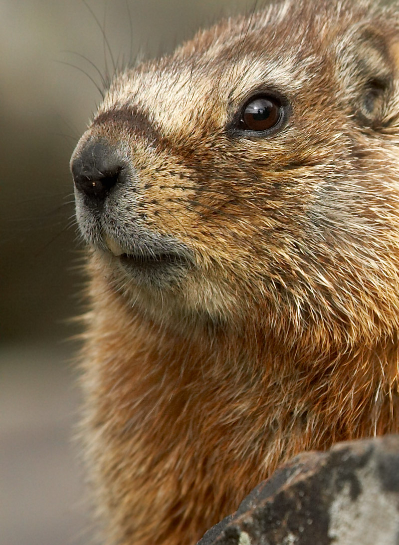 Yellowbellied Marmot 100 crop 420mm.jpg