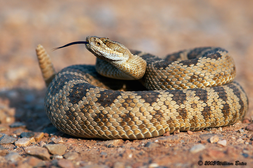Great Basin Rattlesnake 07_05_05.jpg