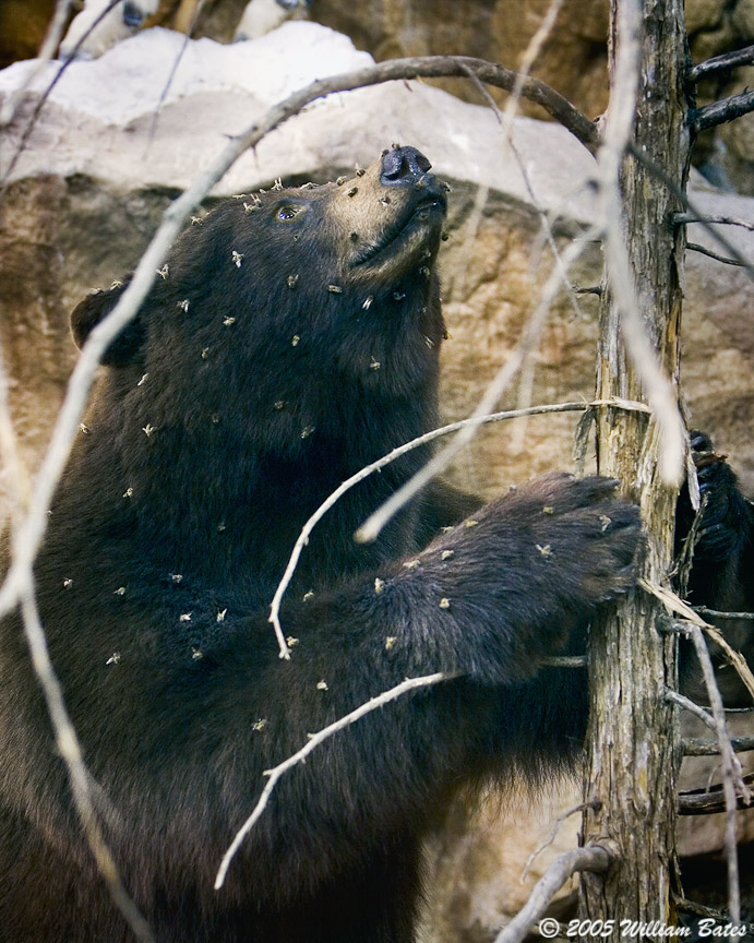Bear and Bees 10_28_05.jpg