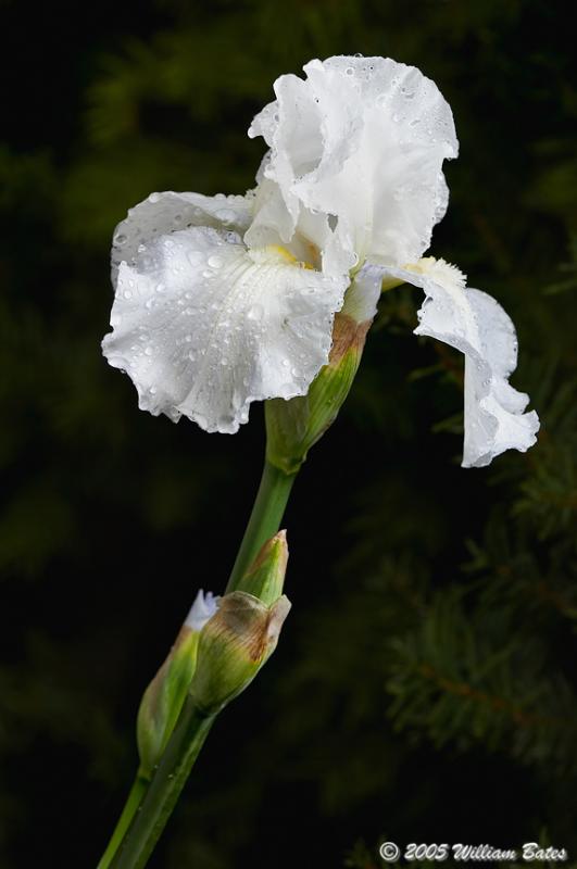 Late Iris 10_29_05.jpg