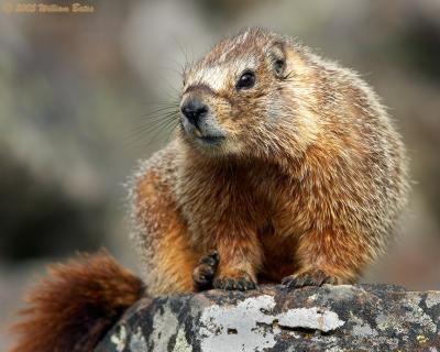 Yellow-bellied Marmot.jpg