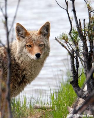 Coyote 05_30_05.jpg