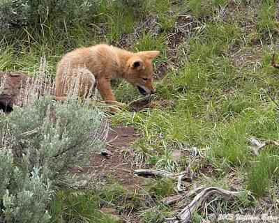 coyote pup1 06_02_05.jpg