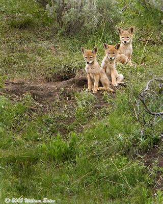 coyote pups 06_02_05.jpg