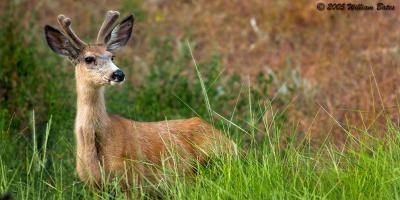 Belly Deep Buck 06_12_05.jpg