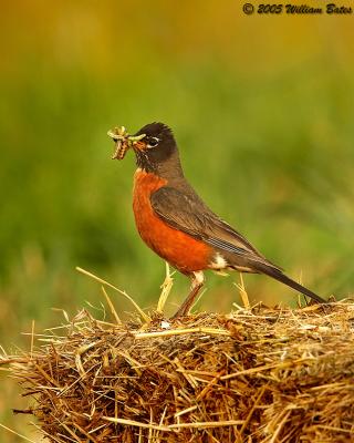 v3/10/209910/3/44991758.TheEarlyBird06_18_05.jpg