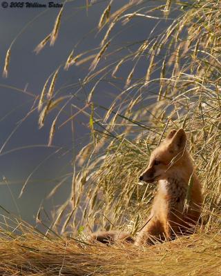 Native Wheat and Pup.jpg
