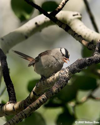 White-crowned Sparrow 07_01_05.jpg