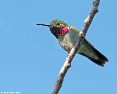Broad-tailed Hummingbird 07_01_05.jpg