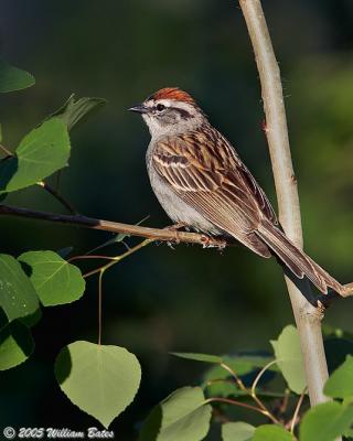 Chipping Sparrow 07_01_05.jpg