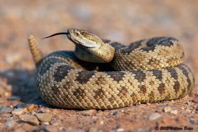 Great Basin Rattlesnake 07_05_05.jpg