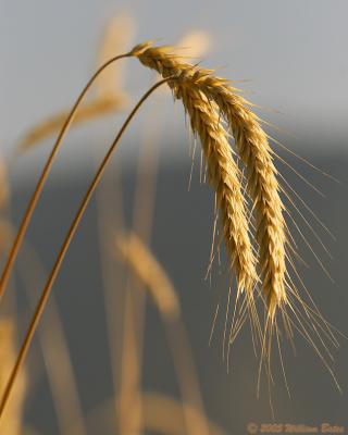 Amber Waves of Grain 07_20_05.jpg