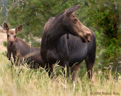 Momma and Baby Moose 07_23_05.jpg