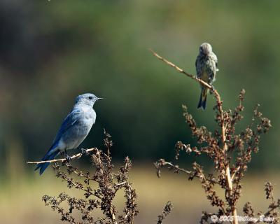 Rocky Mountain Bluebird.jpg