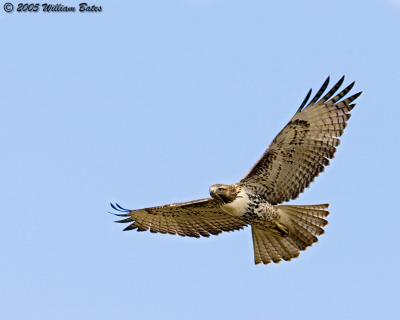 Red-tailed Hawk in Flight 09_06_05.jpg