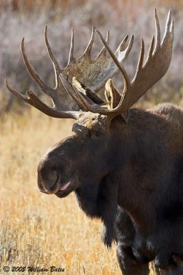 Moose 1 10_16_05.jpg