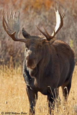 Moose 2 10_16_05.jpg