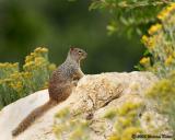 Rock Squirrel 09_06_05.jpg
