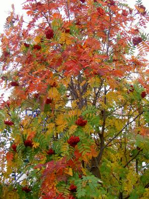 Mountain Ash, Anchorage, Alaska 2005