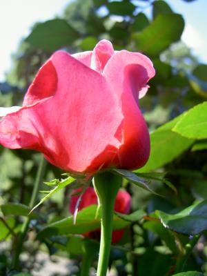 International Rose Test Garden, Portland, Oregon