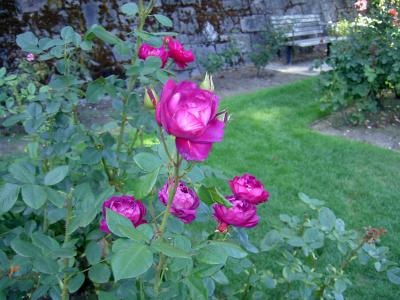 International Rose Test Garden, Portland, Oregon